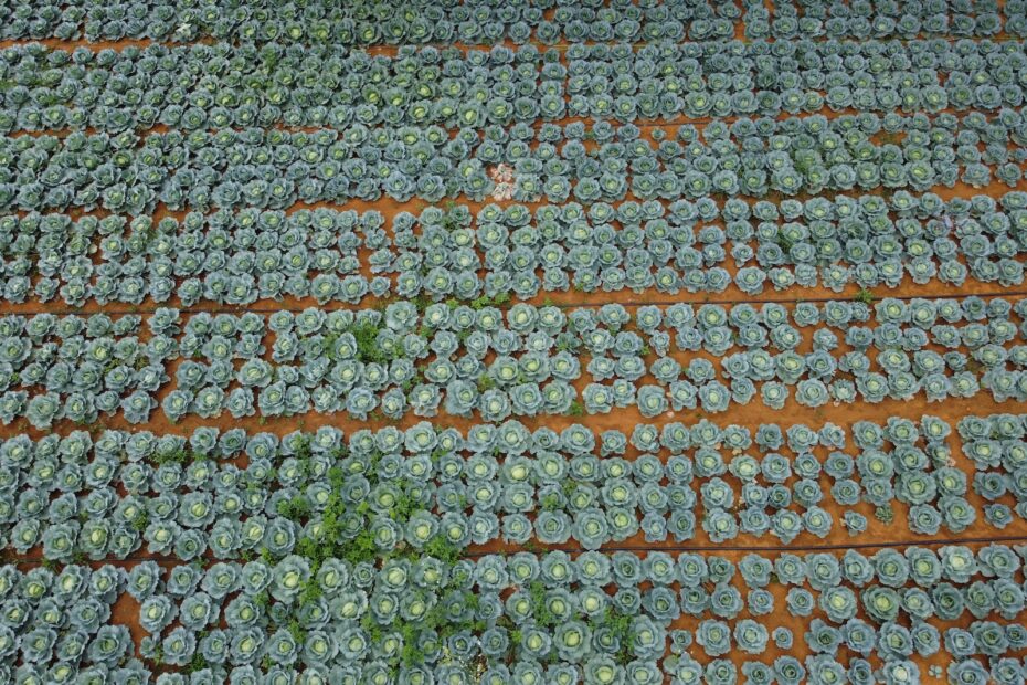 Rows of cabbages in vast plantation in farm